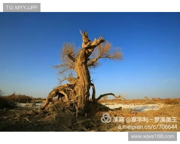 索博状态火热欲书红军传奇新篇